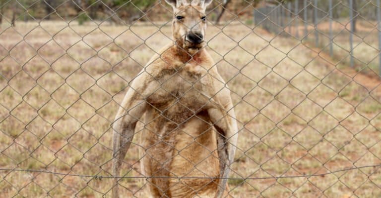 Largest Kangaroos - Buff Kangaroo