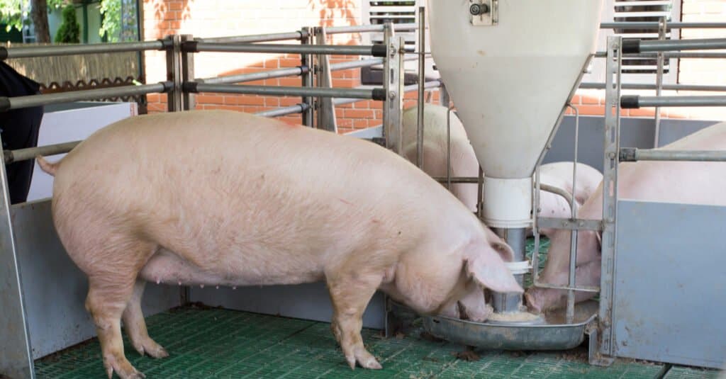 Largest Pigs - Landrace Pigs 