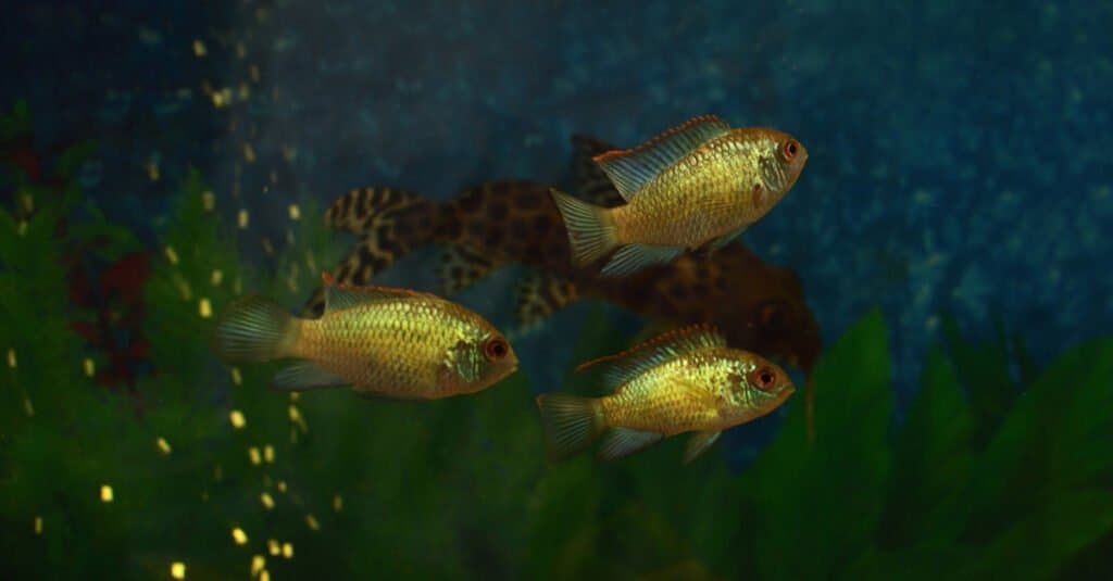 Goldeneye-Dwarf-Cichlid-Nhóm