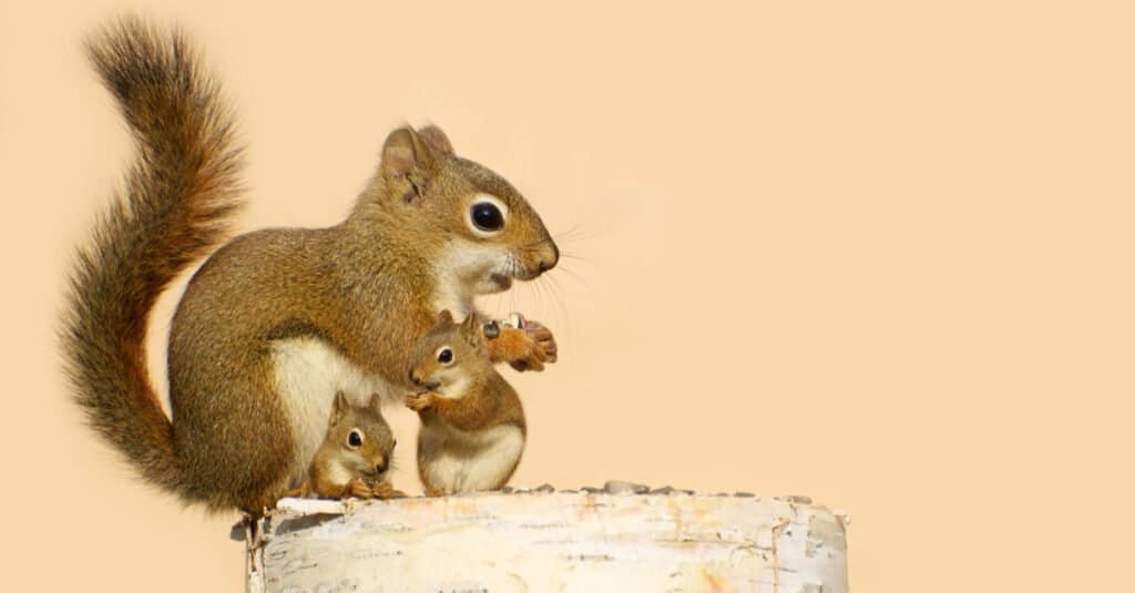 little squirrel and mother