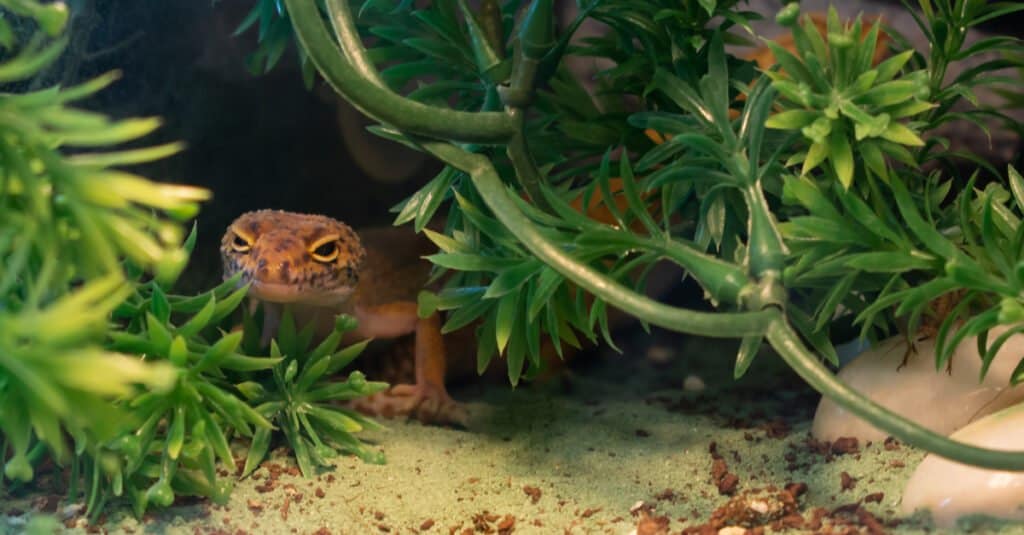 Leopard gecko sitting under a plant