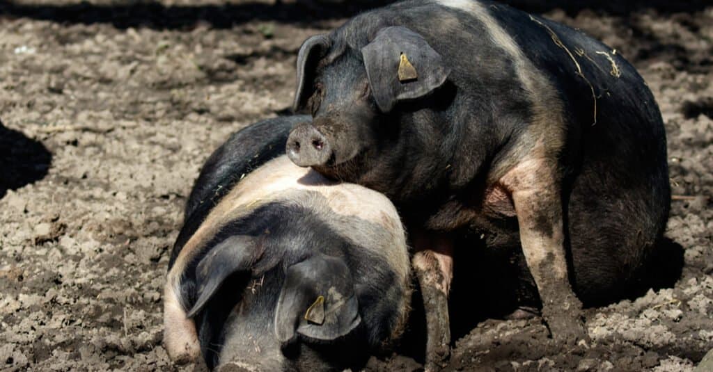 Largest Pigs - British Saddleback
