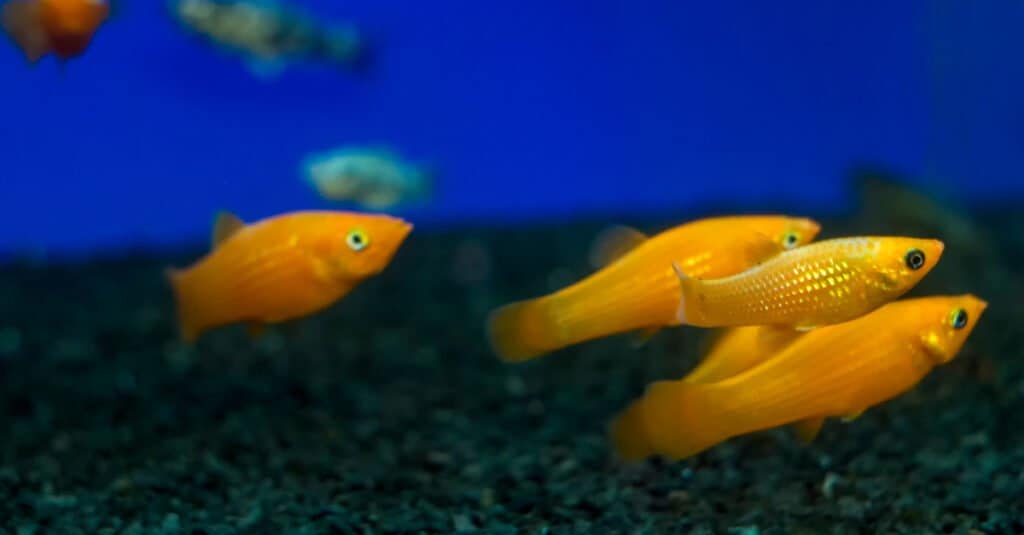 Molly fish can peacefully co-exist with guppies