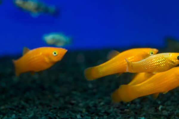 The common molly is available in many vibrant colors, such as these golden-yellow individuals.