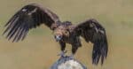 Largest Vultures - Cinereous Vulture