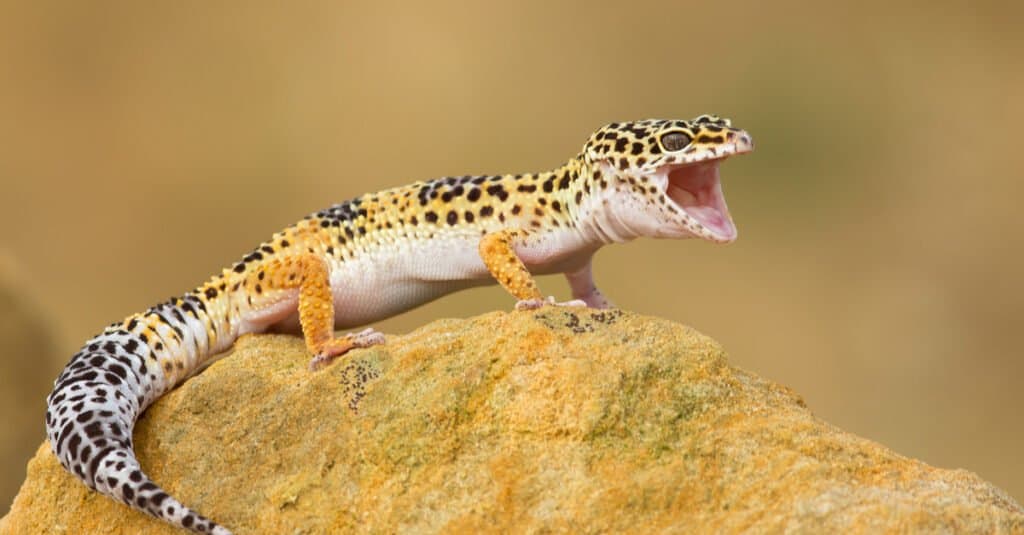 leopard-gecko-yawning-on-a-rock