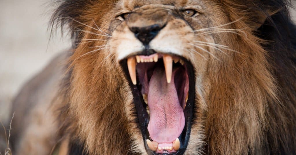 Lion Bite Force - Lion roaring and showing its teeth
