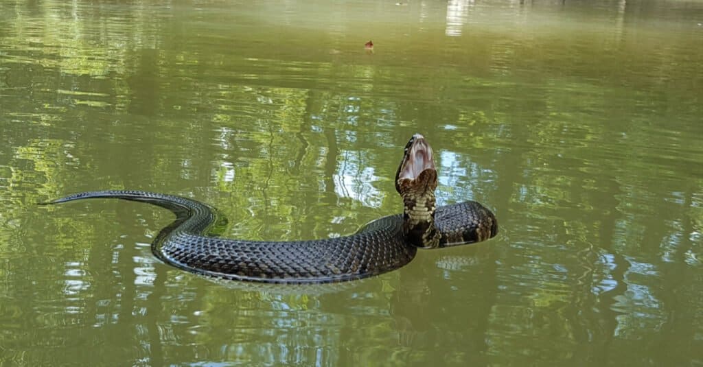 Cottonmouth fish swim in the water. This snake has a long, thick, muscular body and can reach a maximum of 6 feet.