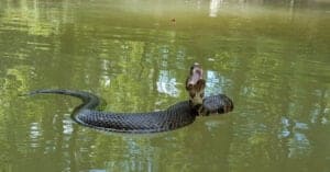 Discover 5 Poisonous Snakes That Can Swim! (Not Sea Snakes) Picture