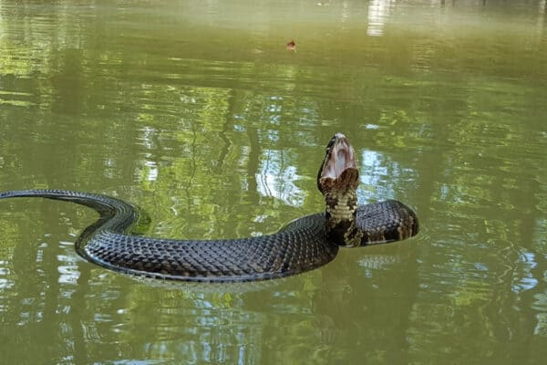 Cottonmouth Quiz: What's Your Snake Knowledge? - A-Z Animals