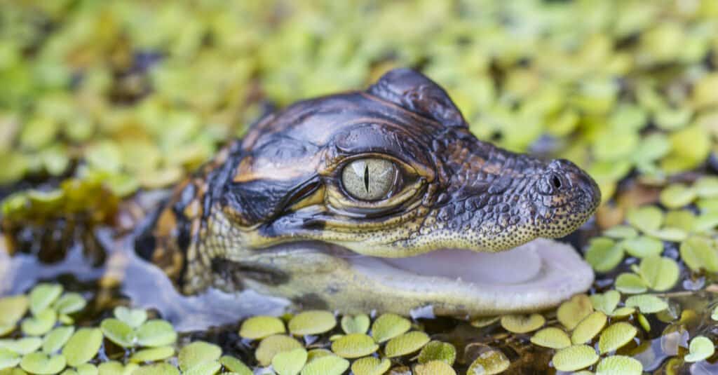 crocodile baby egg