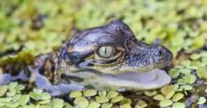 Baby Crocodile: 5 Hatchling Pictures & 5 Facts Picture