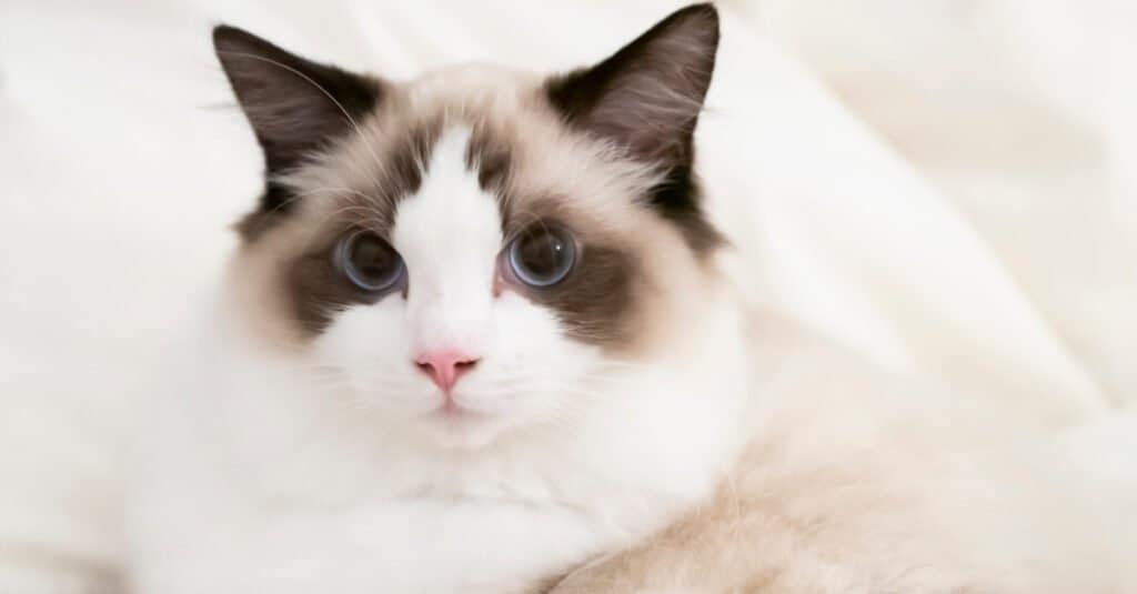 chocolate-bicolor-ragdoll-cat-laying-down