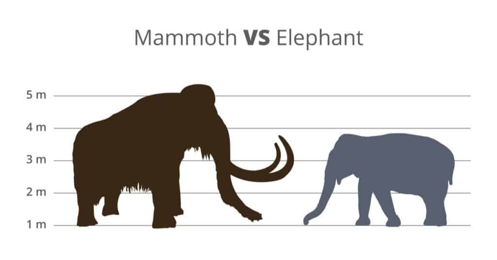 Elephant vs. Mammoth 