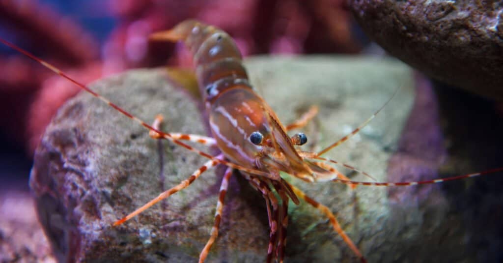 Largest Shrimp - California Spot Prawn