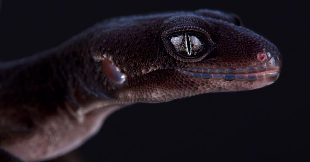 bell albino leopard gecko eyes