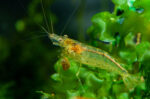 A dwarf shrimp in a fish tank.  Brine shrimp, ghost shrimp, and cherry shrimp are some of the most popular types of shrimp to put in a tank.