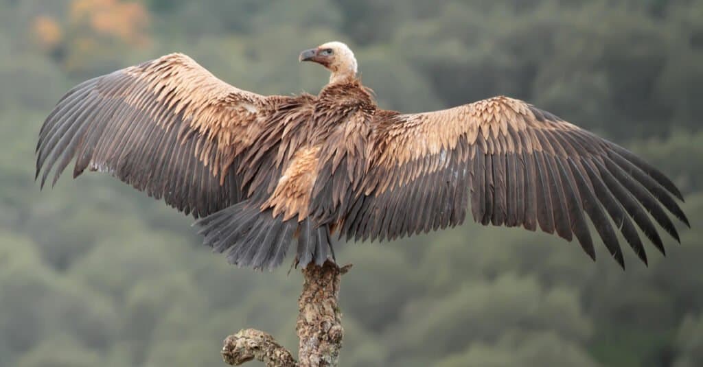 แร้งที่ใหญ่ที่สุด - Griffon Vulture