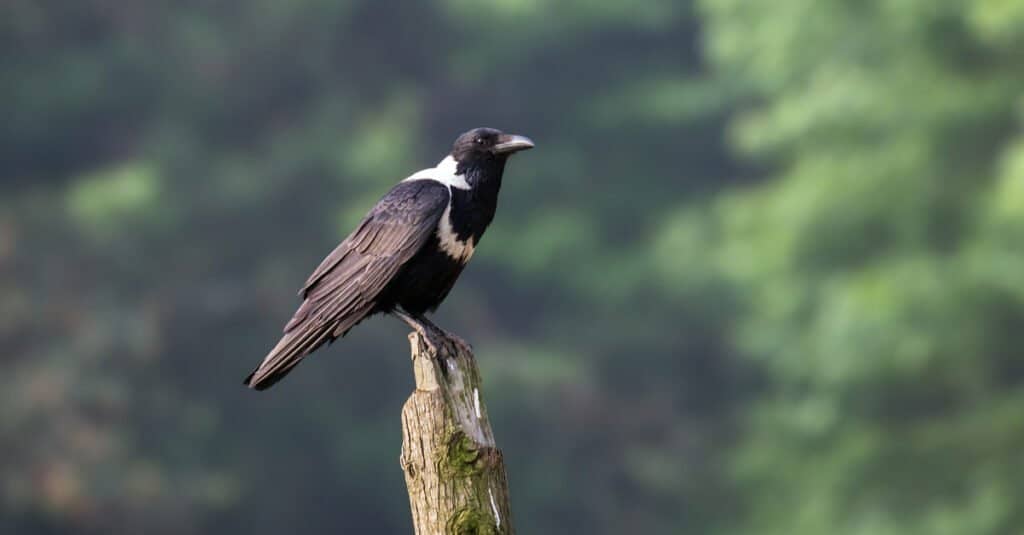 Largest Crows - Collared Crow