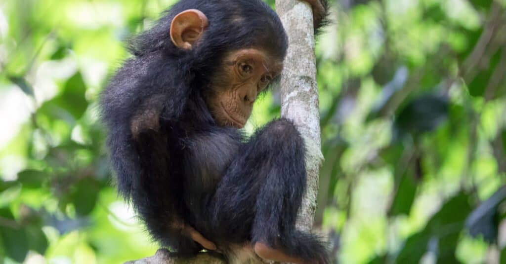 baby-chimpanzee-on-branch