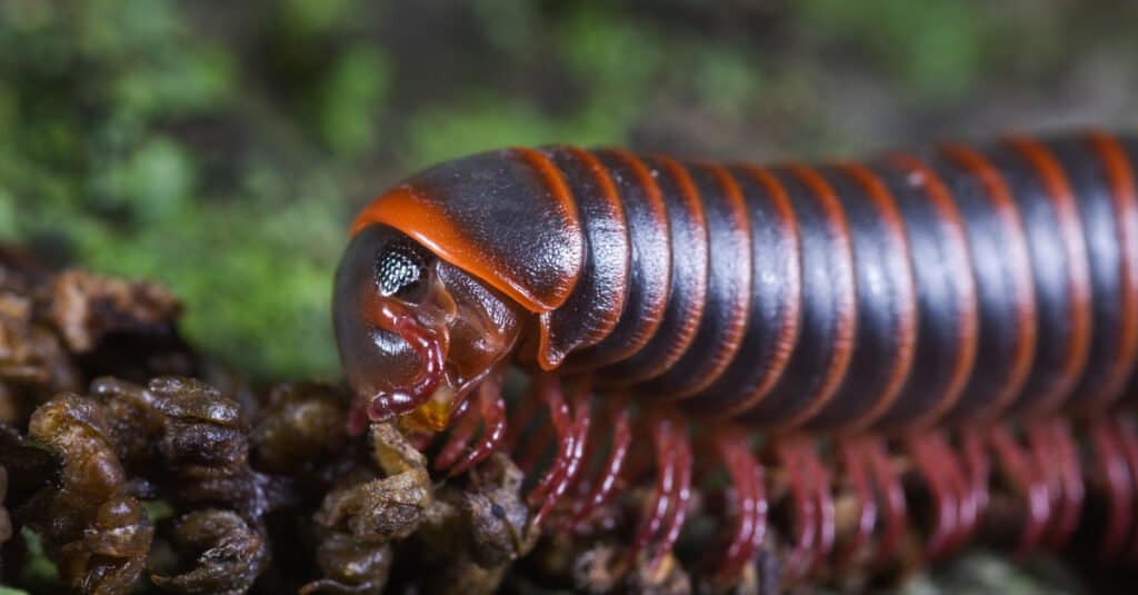 giant african millipede cyanide