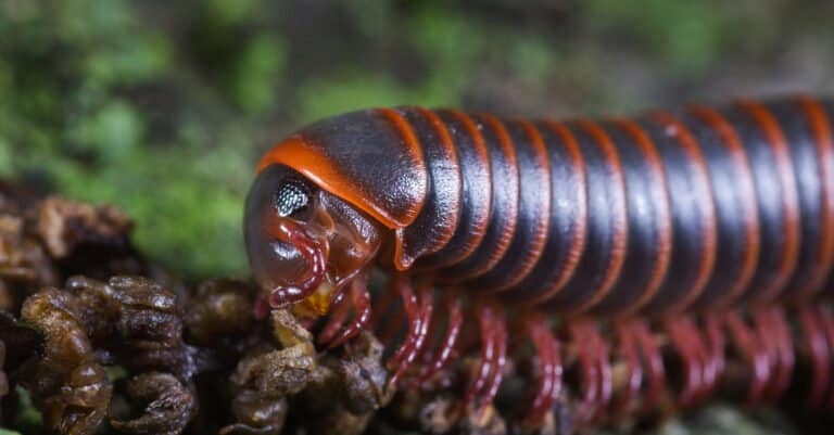 Largest Millipedes - America Giant