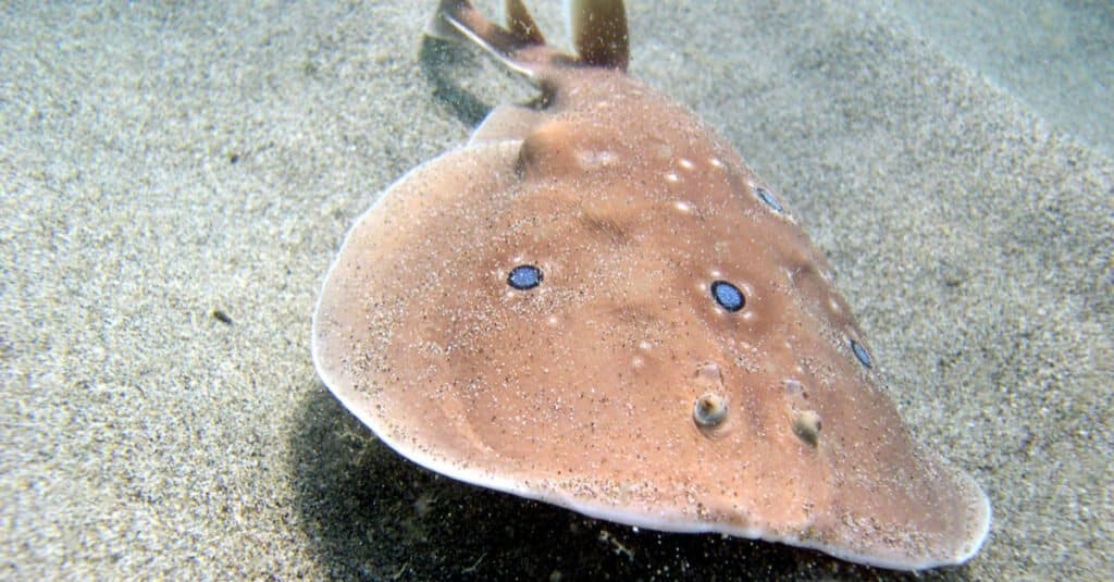 Electric Fish - Common Torpedo Ray 