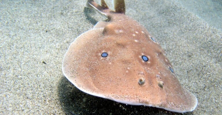 Electric Fish - Common Torpedo Ray