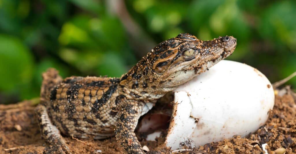 baby-crocodile-and-egg