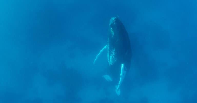 How Do Whales Sleep Underwater - A Humpback Whale Sleeping Vertically