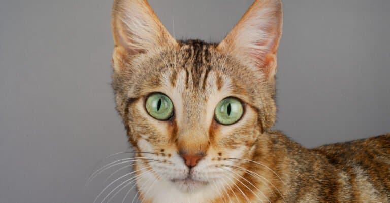 World's Rarest Cats - Sokoke Cat