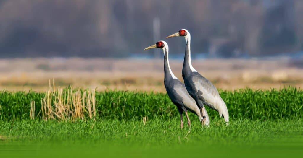 Largest Animals - White-naped Crane