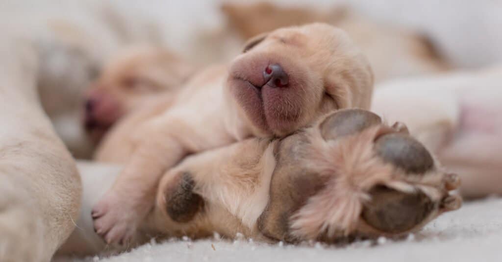 Oldest Lab - Newborn Lab Puppies