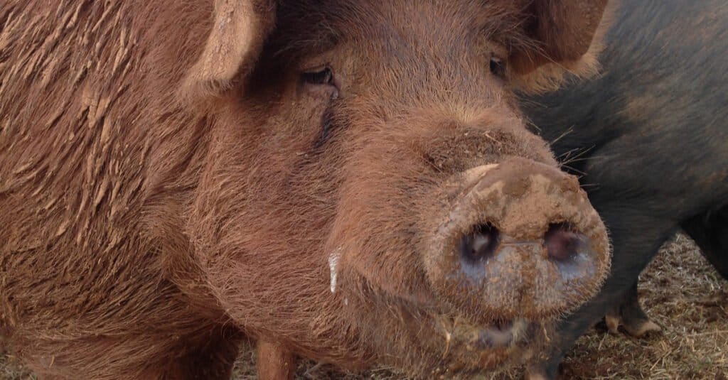 Largest Pigs - Red Wattle Hog