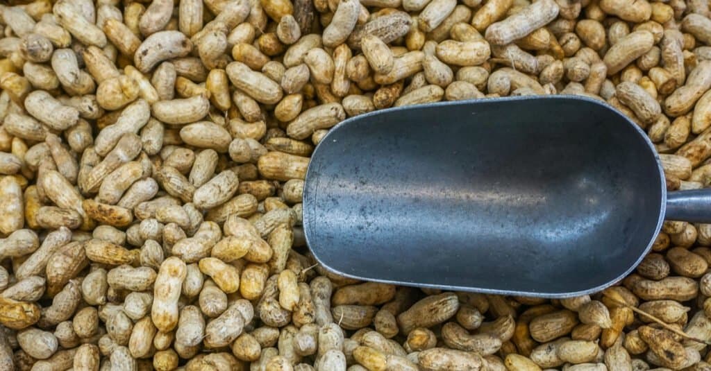 Do Elephants Really Eat Peanuts - A Stockpile of Peanuts