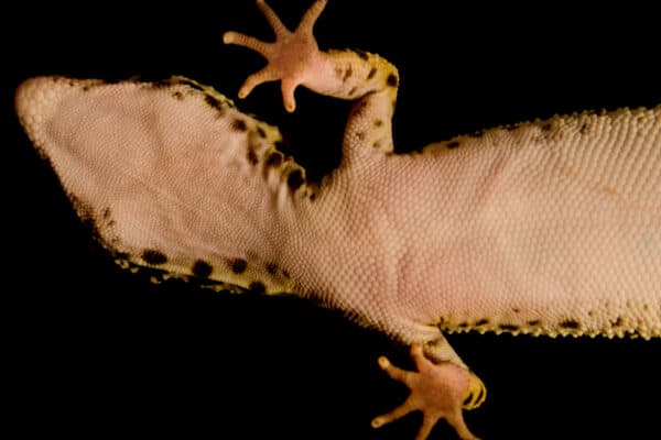 You'll need to get a good look at your gecko's underside to accurately determine their sex.