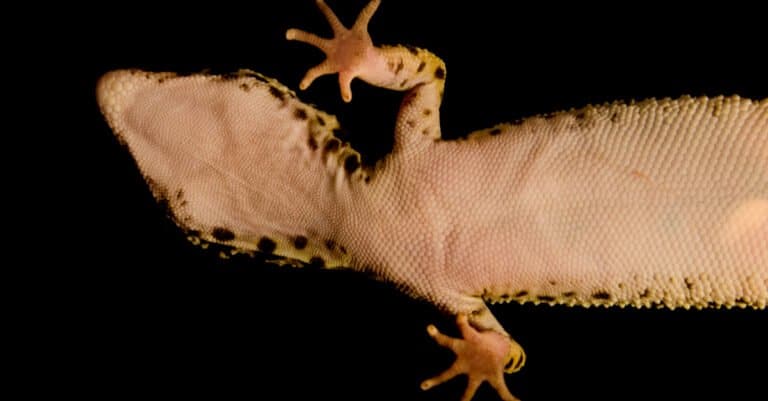 Male vs. Female Leopard Geckos - A-Z Animals