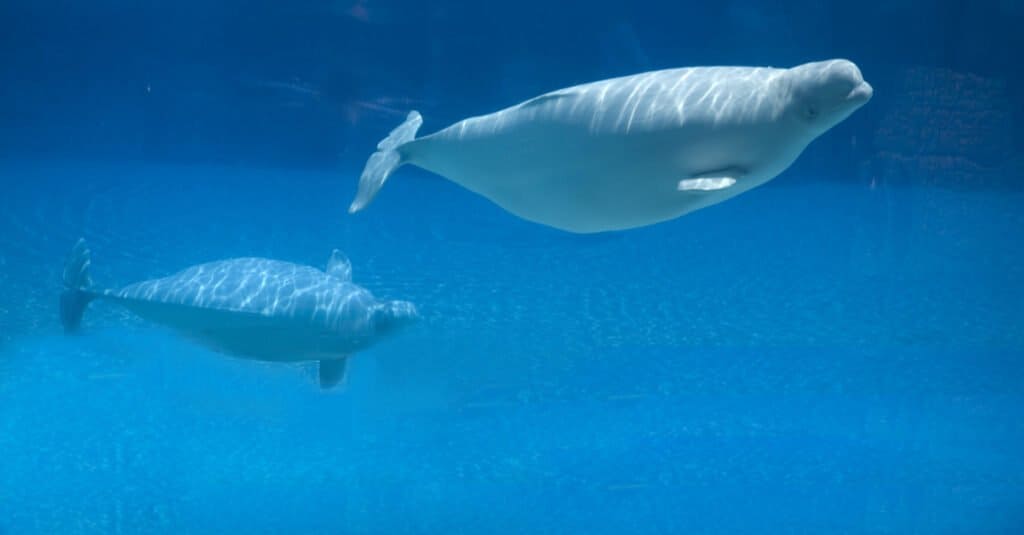 baby-beluga-and-mother