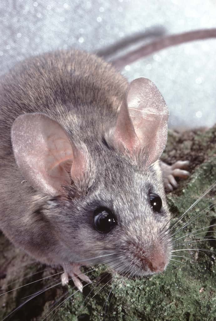 Cactus Mouse (Peromyscus Eremicus) wildlife