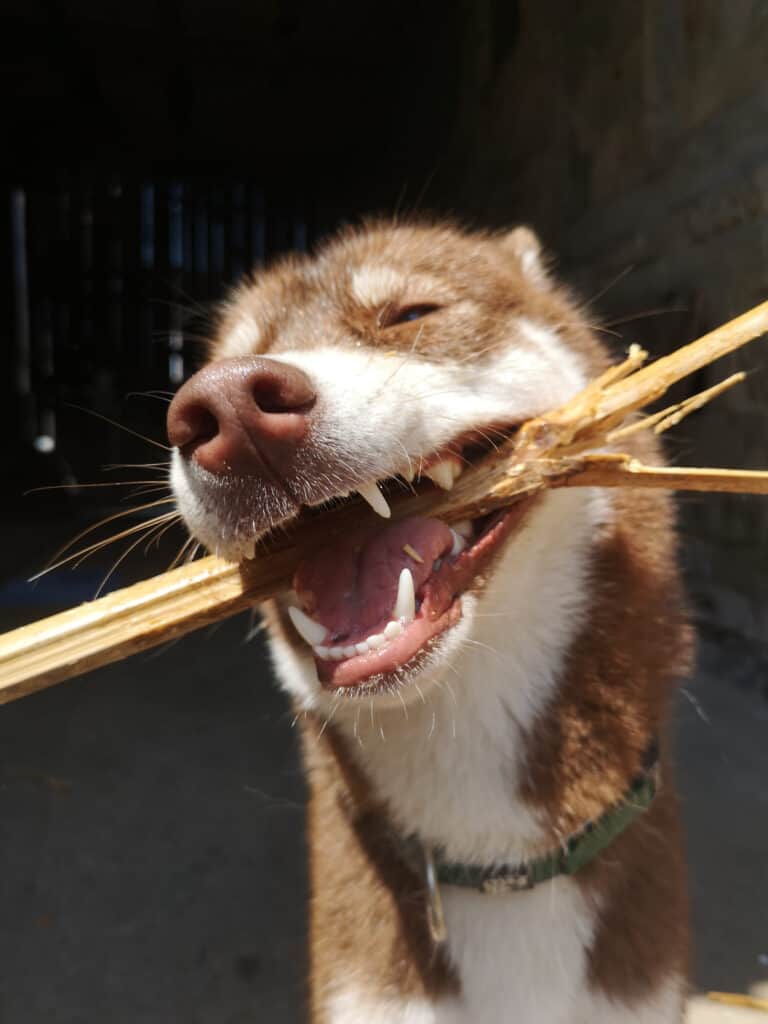 Huskita