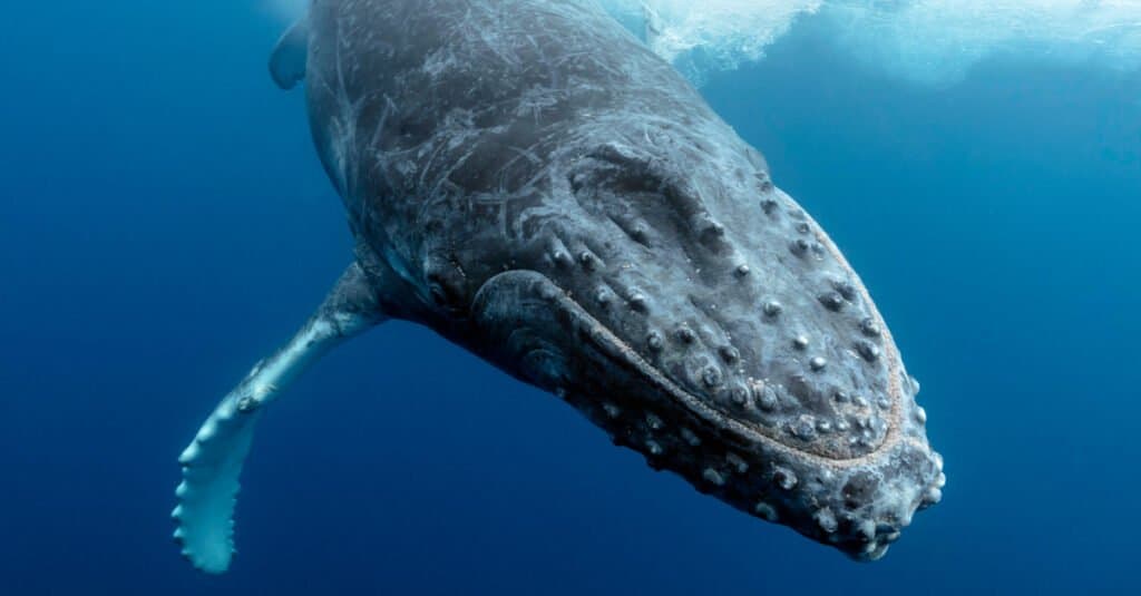 blue whale vs humpback whale