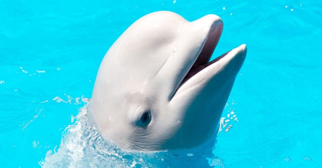 baby beluga whales