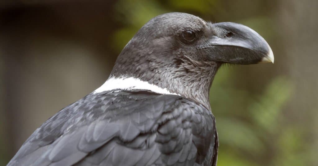 Largest Crows - White-Necked Raven