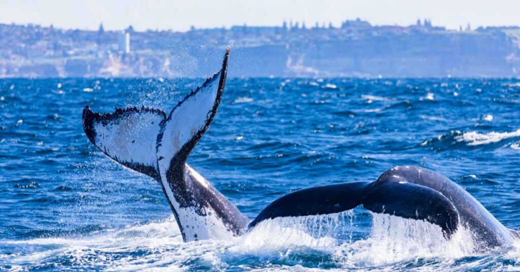 How do whales mat - Two whales migrating