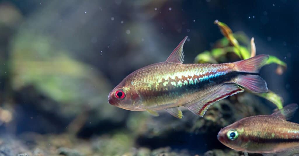 rainbow-tetra-fish