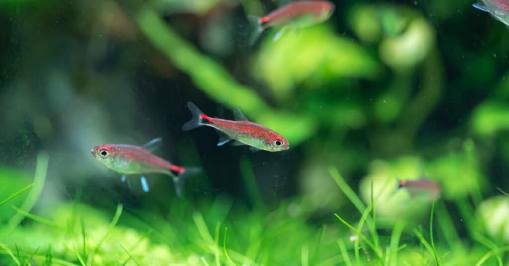 group-of-ruby-tetra-fish
