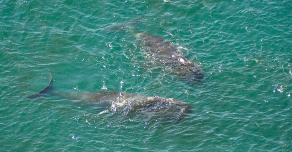 Bowhead Whales