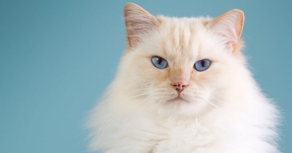 cream-point-ragdoll-cat-close-up