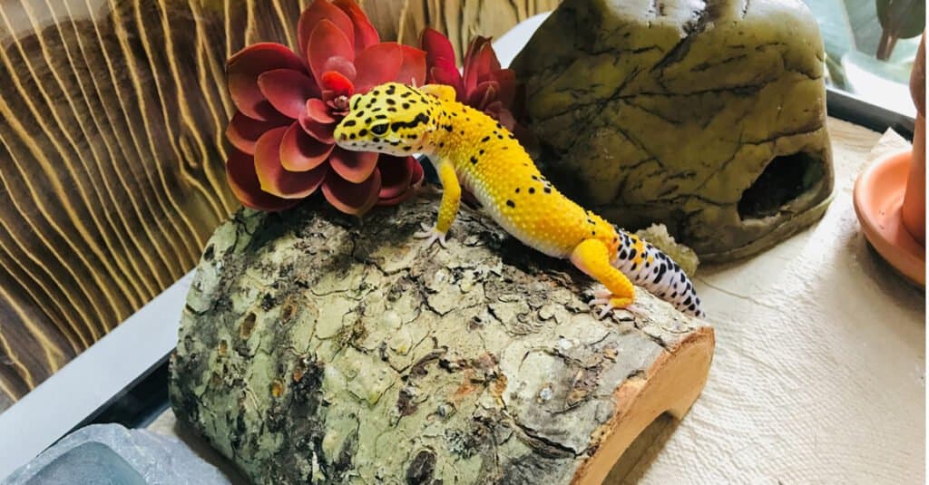 Leopard gecko in a fence