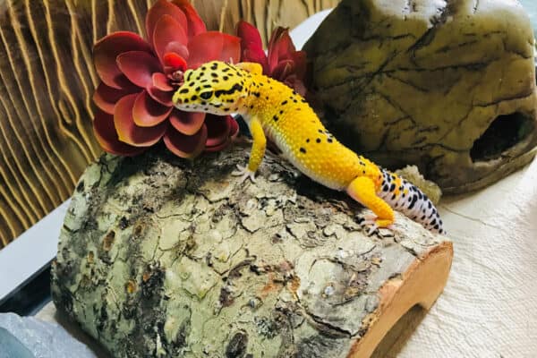 This leopard gecko enclosure has multiple hides, plants, proper substrate, and an interesting background